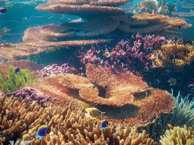 Corals Collection  VFX Grace 3D model