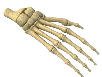 Detailed Animal Foot Bones 3D model