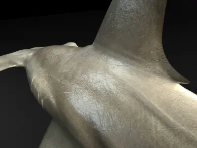 Hammerhead Shark with 3DS Max Octane Support Low-poly 3D model