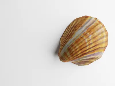 3D-Scanned Seashells - Set of 6 Seashells Low-poly 3D model