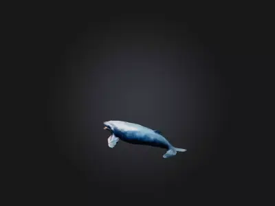Realistic Injured Whale Model Low-poly 3D model