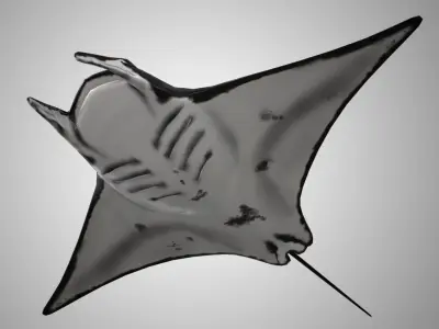 Manta Ray  Low-poly 3D model