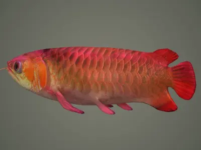 arowana fish fish fish animal freshwater art jewelry sea 3D model
