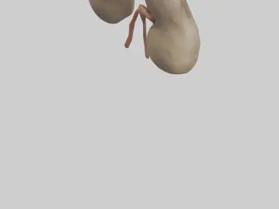 Sloth Kidneys 3D model