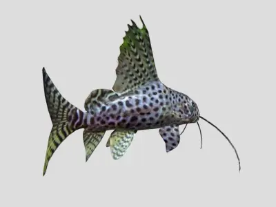 Synodontis Eupterus Low-poly 3D model