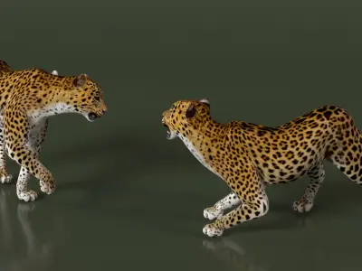 Leopard Rigged 3D model purchase