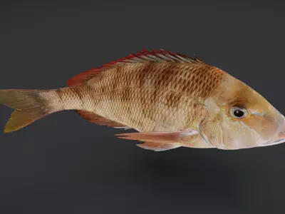 Emperor fish - Lethrinidae Animated 3D model