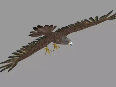 golden bald eagle hawk bird animal royal fly feather wing  3D model