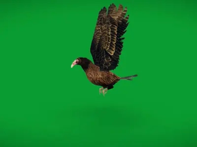 Turkey Black Vulture Low-poly 3D model