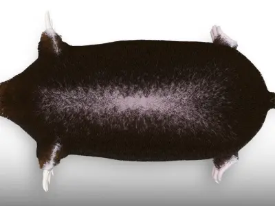 Eastern Mole Low-poly 3D model