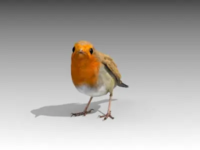 Robin Low-poly 3D model