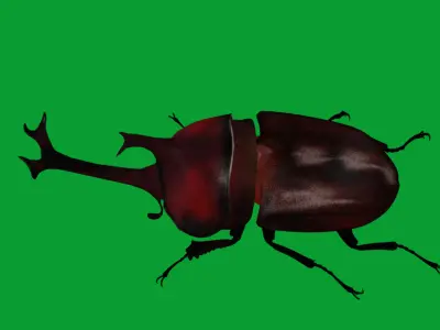 Dynastinae Rhinoceros Beetle Low-poly 3D model