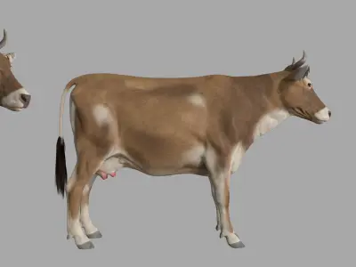Cattle cow 3D model