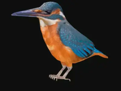 alcedo kingfisher Low-poly 3D model
