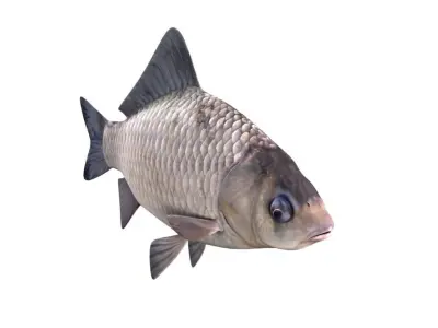 Crucian Carp Carassius Carassius Fish 3D model