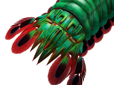 Peacock mantis shrimp 3D model