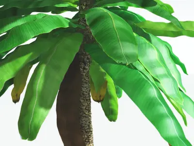 EVERYPlant Bjuvia Cycad 3 --12 Models-- 3D model