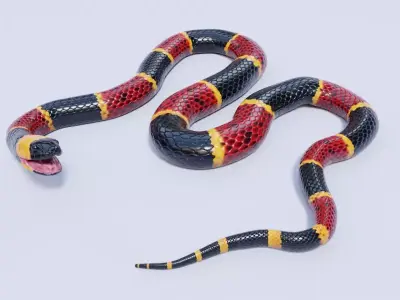 Eastern Coral Snake Rigged Free 3D model