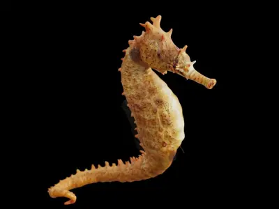 Seahorse fish Low-poly 3D model