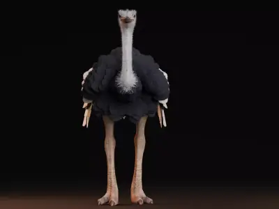 Realistic Animals Savannah - Ostrich Low-poly 3D model