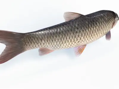 Amur fish Animated Low-poly 3D model