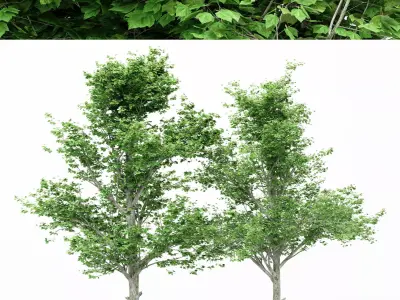 2diffrent tree Maple 2 trees Models in the scene Free 3D model