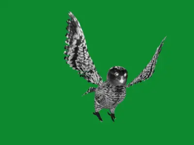 Snowy Polar White Owl Low-poly 3D model