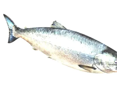 Animated and Rigged Swimming Salmon Fish 3D model