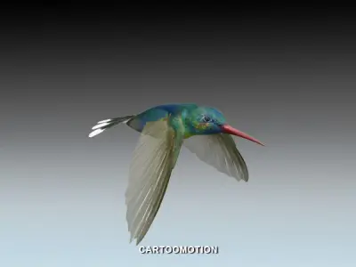 Humming bird Low-poly 3D model