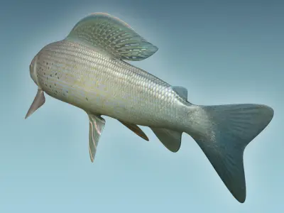Grayling Fish 3D model