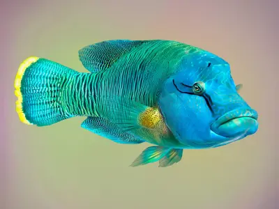Fish Humphead Wrasse or Napoleonfish Low-poly 3D model