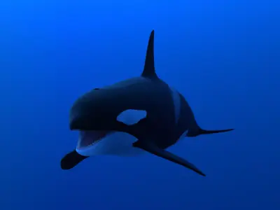 Killer whale Low-poly 3D model