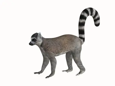 Lemur ring tailed Low-poly 3D model
