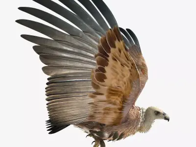 Griffon Vulture - rigged - animated 3D model