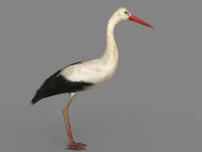 Stork 3D model 3D model
