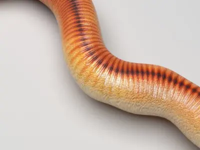 Earthworm 3D model