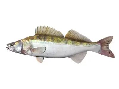 Zander Fish Sander Lucioperca 3D model