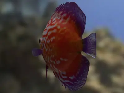 Red Disco fish 3D model