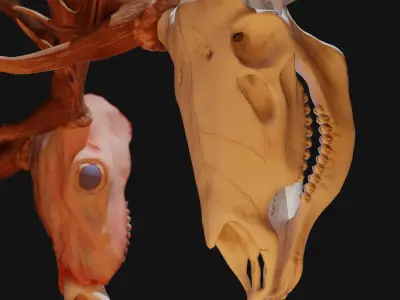 Red Deer Skull with wall mount Low-poly 3D model