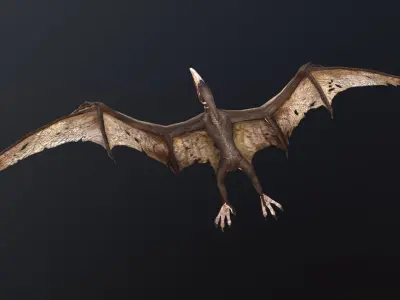 Pteranodon bat flying Low-poly 3D model