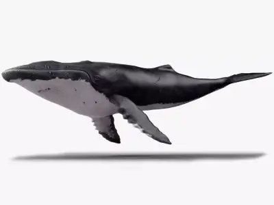 Humpback Whale - Megaptera Novaeangliae Low-poly 3D model