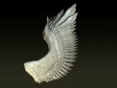 Bird Angel Wing 3D model