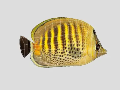 Butterflyfish Low-poly 3D model