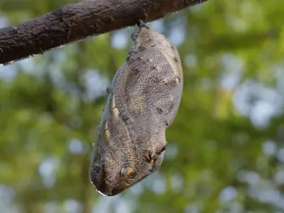 Butterfly cocoon Low-poly 3D model