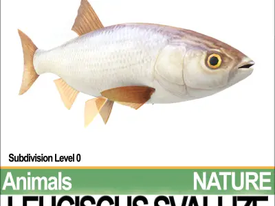Leuciscus Svallize 3D model