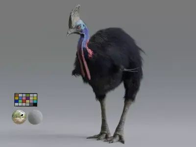 cassowary ostrich Low-poly 3D model
