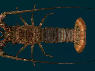 Realistic Lobster Animated 3D model