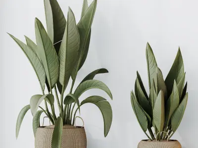 Plants Ravenala Banana Strelitzia Nicolai Bird Of Paradise Set05 3D model