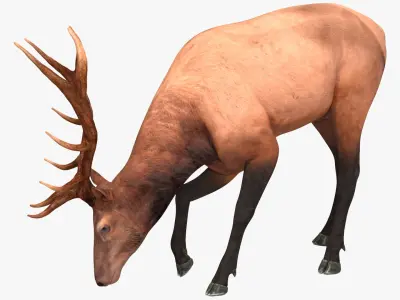 Realistic Elk Rigged for Cinema 4D 3D model