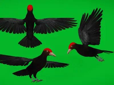 European Black Woodpecker Low-poly 3D model